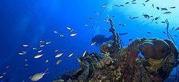 Diving Locations