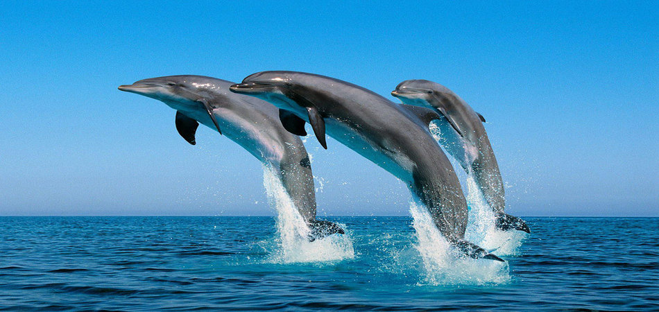 Dolphin Tours